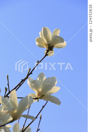 満開の白木蓮(ハクモクレン)の花 満開の白木蓮(ハクモクレン)の花 124352616