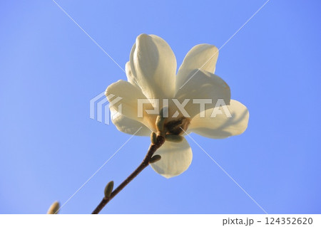 満開の白木蓮(ハクモクレン)の花   満開の白木蓮(ハクモクレン)の花   124352620