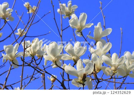 沢山の花をつけた白木蓮(ハクモクレン) 沢山の花をつけた白木蓮(ハクモクレン) 124352629
