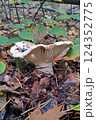 Mushrooms in the fall forest. Russula Mushrooms in the fall forest. Russula 124352775