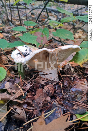 Mushrooms in the fall forest. Russula 124352775