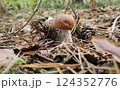 Mushrooms in the fall forest. Boletus Mushrooms in the fall forest. Boletus 124352776