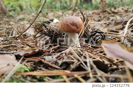 Mushrooms in the fall forest. Boletus 124352776