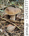 Mushrooms in the fall forest. Boletus Mushrooms in the fall forest. Boletus 124352777