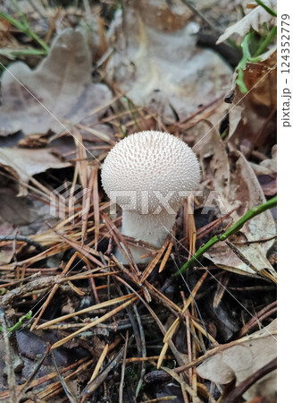 Mushrooms in the fall forest, Lycoperdon perlatum Mushrooms in the fall forest, Lycoperdon perlatum 124352779