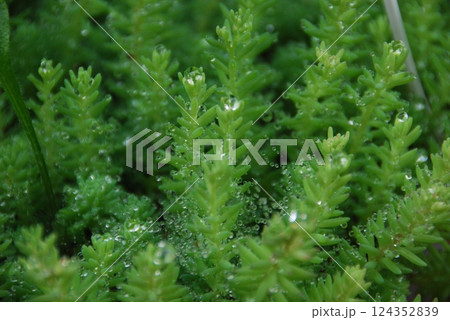 水々しい緑の葉 水々しい緑の葉 124352839