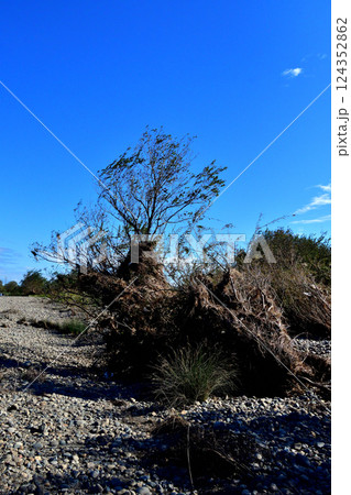 新上武大橋下流の利根川と広大な河川敷と青空 新上武大橋下流の利根川と広大な河川敷と青空 124352862