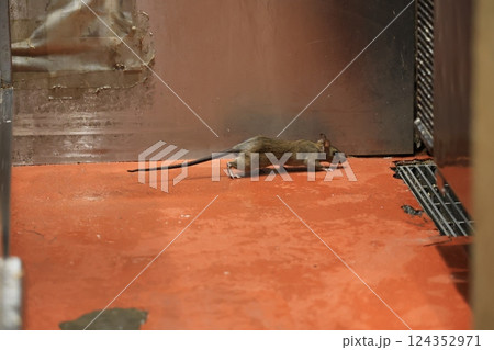 厨房のクマネズミ 124352971