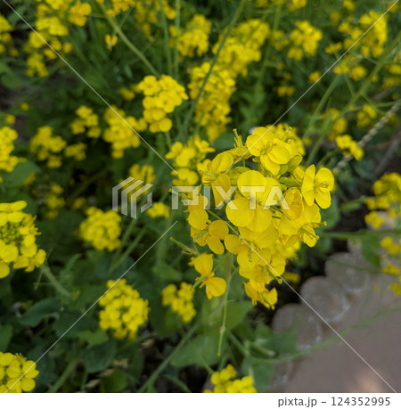 菜の花のある風景 124352995