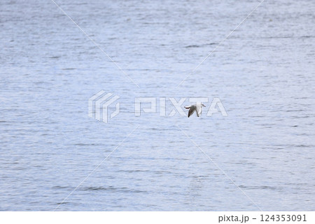 海上を飛ぶユリカモメ 124353091