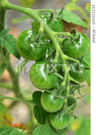 家庭菜園の青いミニトマト 124353235