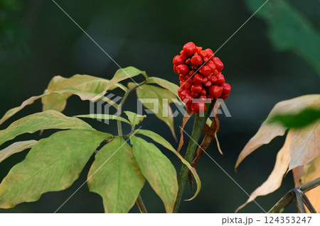 秋の山のマムシグサ 124353247