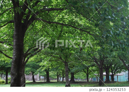 初夏の自然公園の風景 124353253