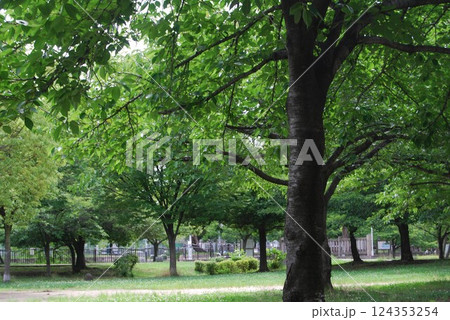 初夏の自然公園の風景 初夏の自然公園の風景 124353254