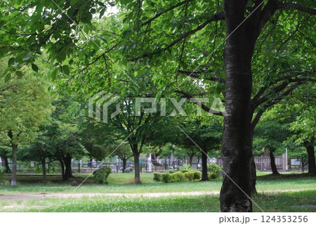 初夏の自然公園の風景 初夏の自然公園の風景 124353256