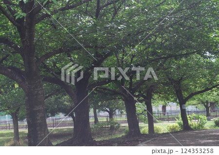 初夏の自然公園の風景 124353258