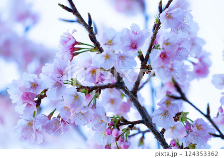 開花したばかりの桜 124353362
