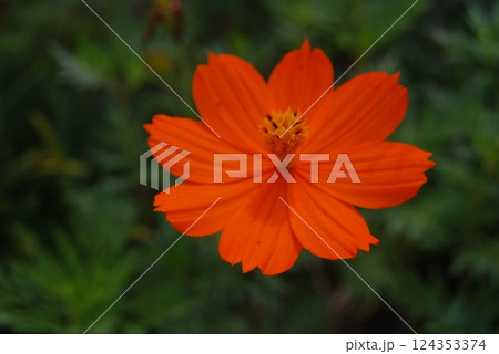 キバナコスモスの花 キバナコスモスの花 124353374