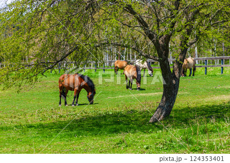 木曽馬の里 124353401