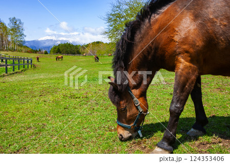 木曽馬の里 木曽馬の里 124353406