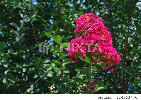 サルスベリの花 サルスベリの花 124353440