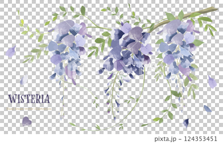水彩で描いた藤の花のイラスト 124353451