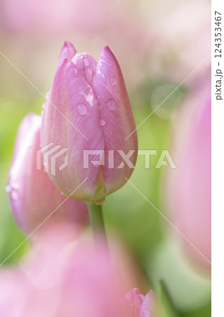 色とりどりのチューリップの背景素材 124353467