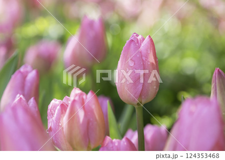 色とりどりのチューリップの背景素材 124353468