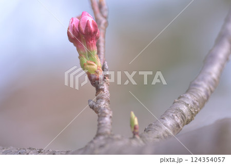 開花はいつ？ 124354057