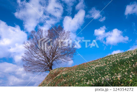 春の青空とスイセンの丘 124354272