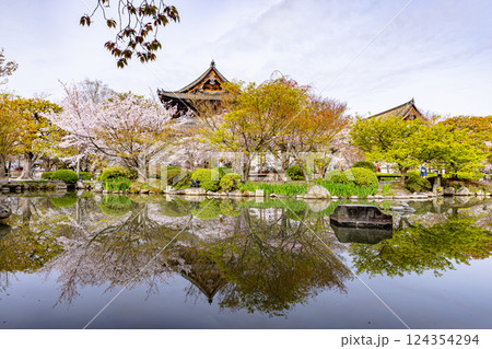 京都府　春の東寺・桜風景　 124354294
