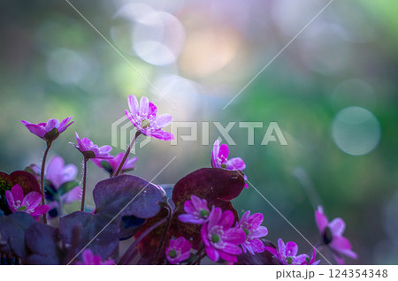 春の光を受けるオオミスミソウ 124354348