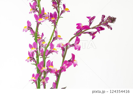 ヒメキンギョソウ 124354416