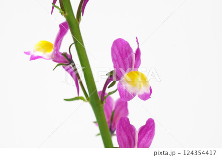 ヒメキンギョソウ ヒメキンギョソウ 124354417