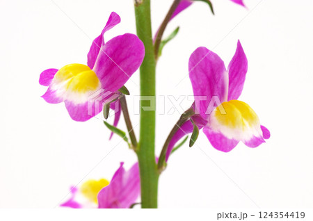 ヒメキンギョソウ ヒメキンギョソウ 124354419