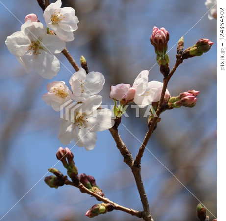 横浜、桜開花 横浜、桜開花 124354502
