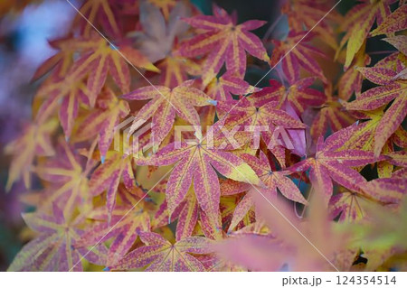 珍しい二色に染まるモミジ	 124354514