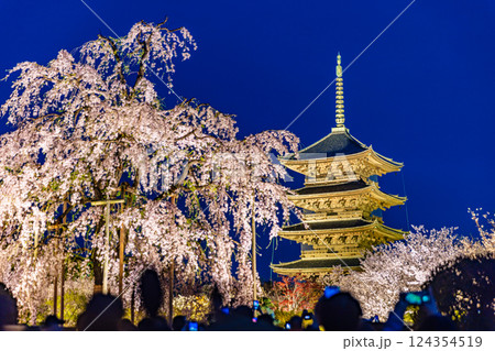 京都府　春の東寺・桜風景　 124354519
