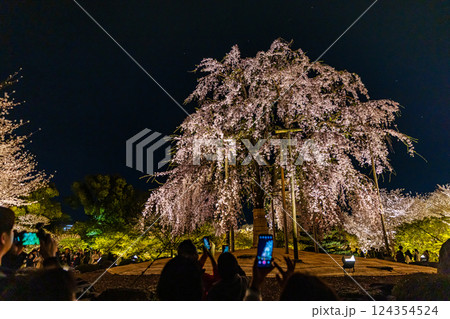 京都府 春の東寺・桜風景 京都府 春の東寺・桜風景 124354524