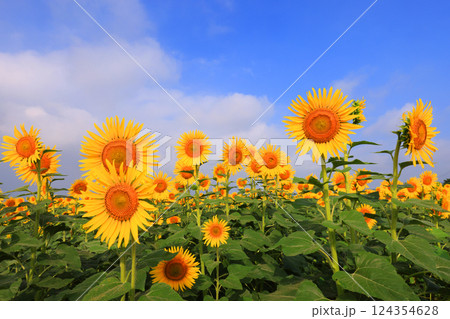 ひまわり畑4847 ひまわり畑4847 124354628
