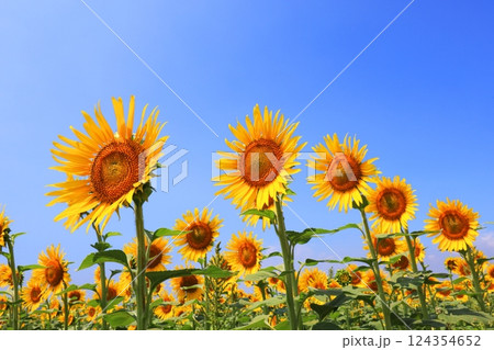 ひまわり畑5017 124354652