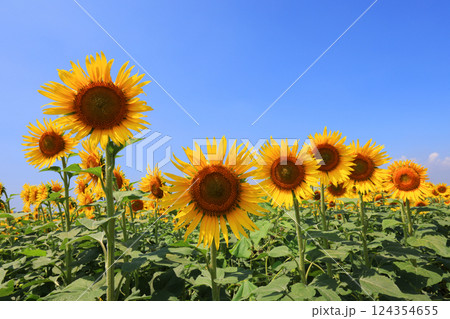 ひまわり畑5029 124354655