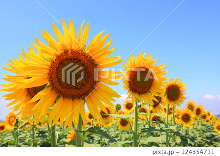 ひまわり畑5155 124354711