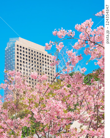 満開の河津桜と城山トラストタワー（2025年3月） 124354847