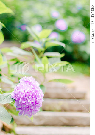 薄紫色のアジサイ｜縦位置 124354868