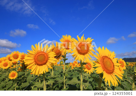 ひまわり畑4697 ひまわり畑4697 124355001