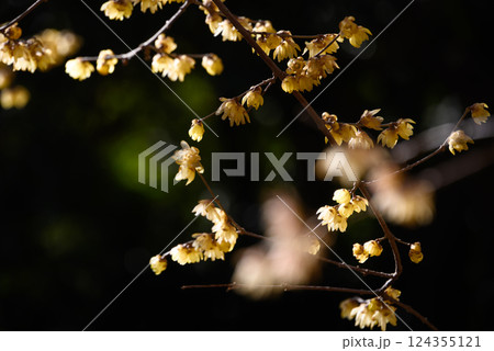 逆光に光るロウバイの花 逆光に光るロウバイの花 124355121