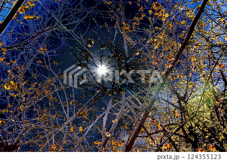 逆光に光るロウバイの花 124355123