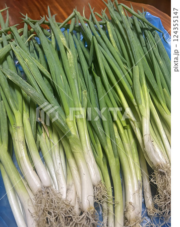 わけぎ らっきょう ワケギ 124355147