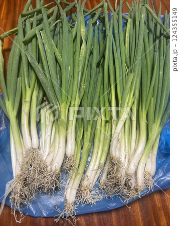 わけぎ らっきょう ワケギ 124355149
